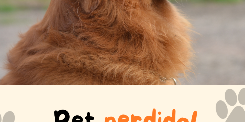 Stories Instagram procura-se pet simples com foto
