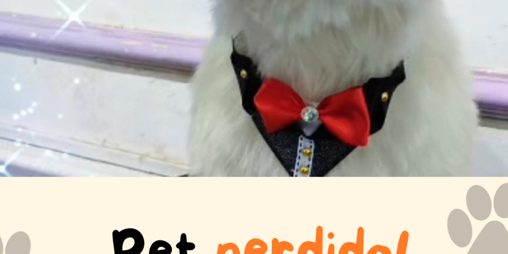 Stories Instagram procura-se pet simples com foto2