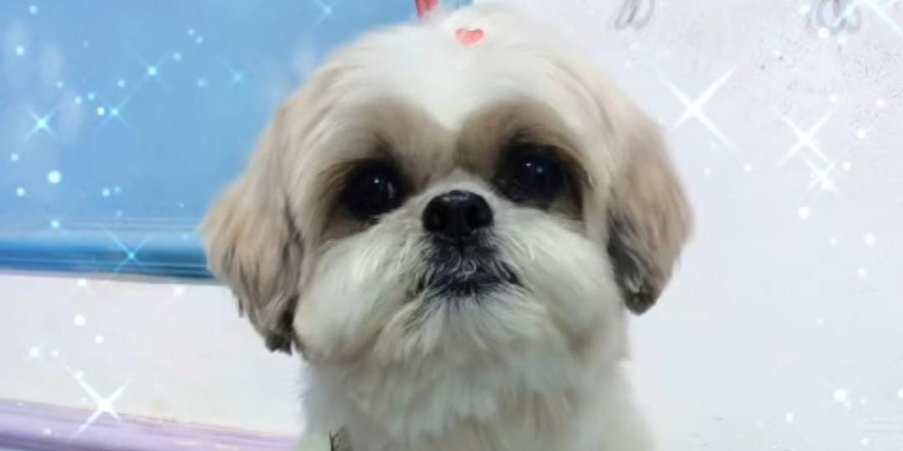 pet1