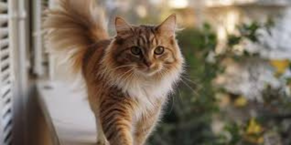 pet2